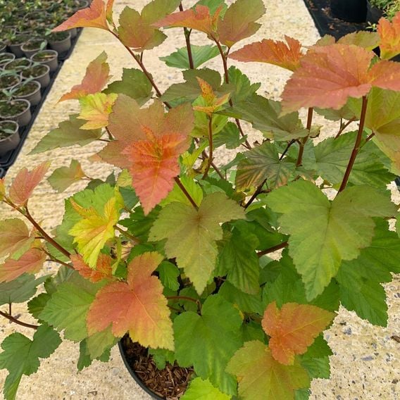 Physocarpus opulifolius 'Magic Ball'