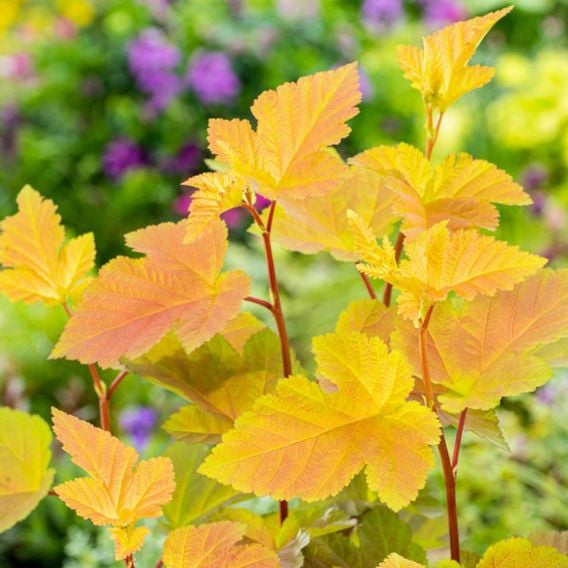 Physocarpus opulifolius 'Magic Ball'