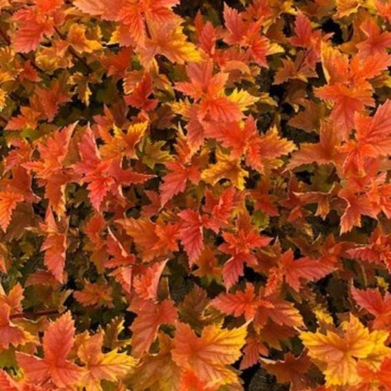 Physocarpus opulifolius 'Magic Ball'