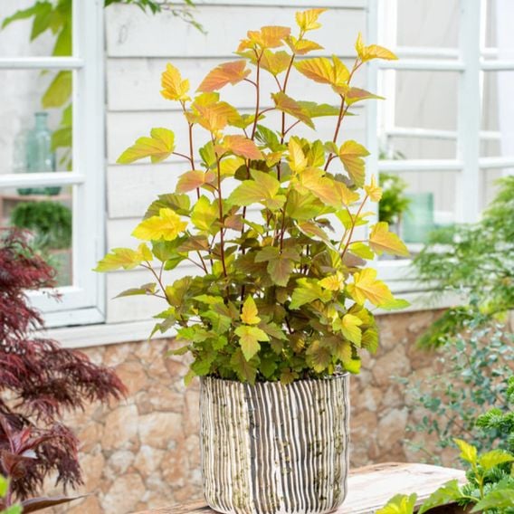 Physocarpus opulifolius 'Magic Ball'