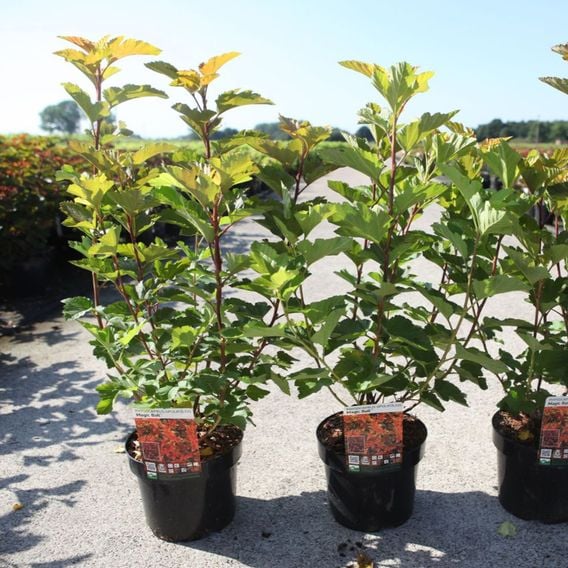 Physocarpus opulifolius 'Magic Ball'