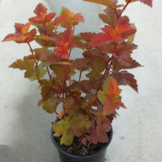 Physocarpus opulifolius 'Magic Ball'