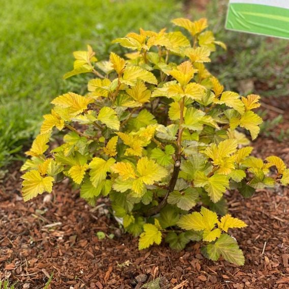 Physocarpus opulifolius 'Magic Ball'