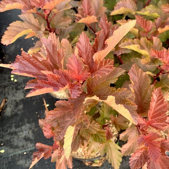 Physocarpus opulifolius 'Magic Ball'