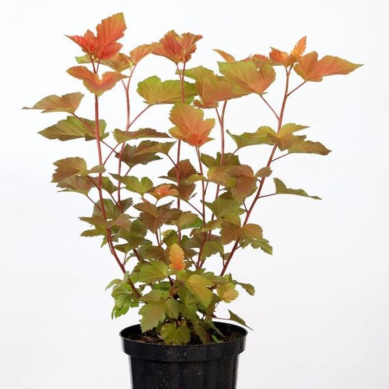 Physocarpus opulifolius 'Magic Ball'