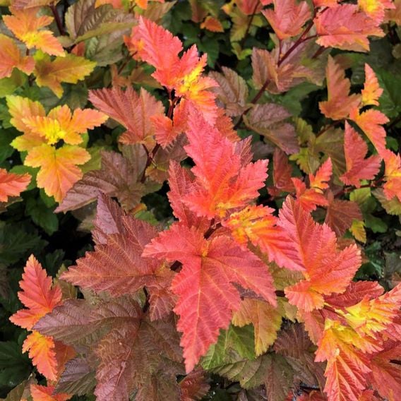 Physocarpus opulifolius 'Magic Ball'