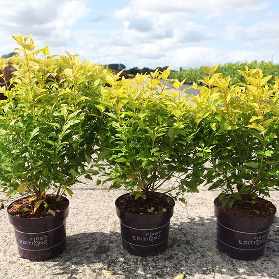 Physocarpus opulifolius 'Minion'