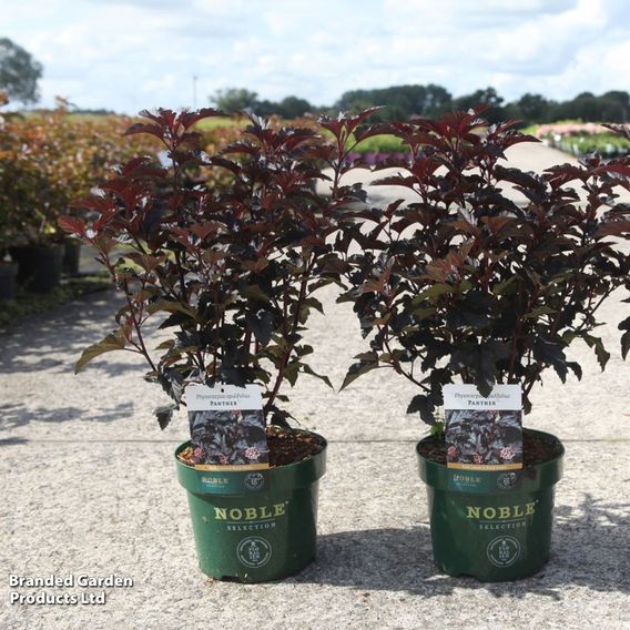 Physocarpus opulifolius 'Panther'
