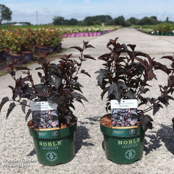 Physocarpus opulifolius 'Panther'