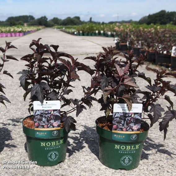 Physocarpus opulifolius 'Panther'