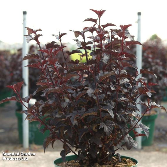 Physocarpus opulifolius 'Panther'
