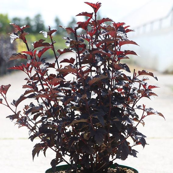 Physocarpus opulifolius 'Panther'