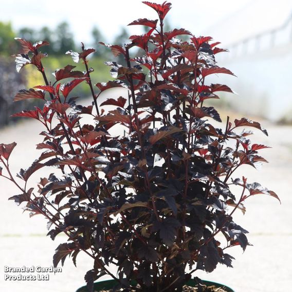 Physocarpus opulifolius 'Panther'