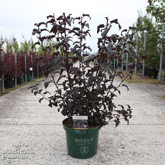 Physocarpus opulifolius 'Panther'
