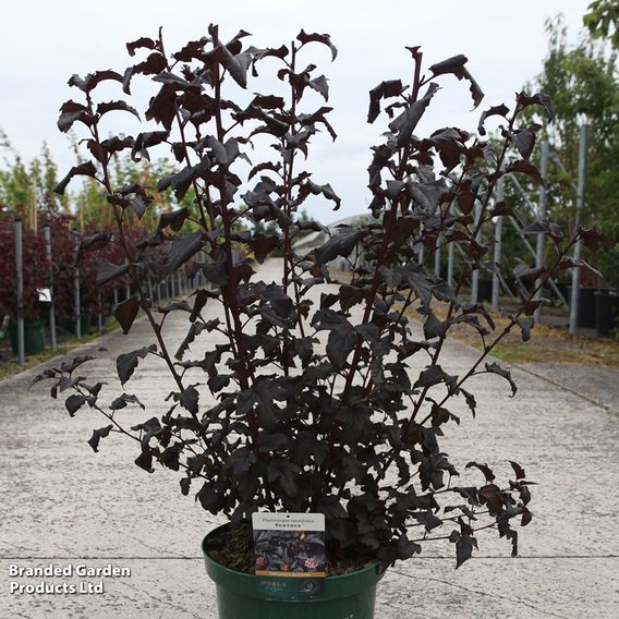 Physocarpus opulifolius 'Panther'
