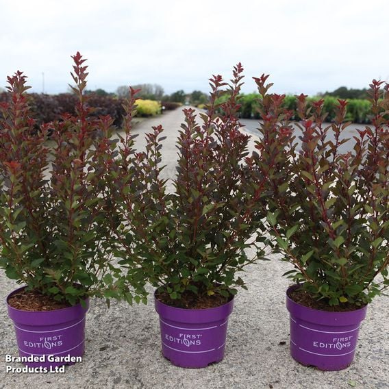 Physocarpus opulifolius 'Spicy Devil'
