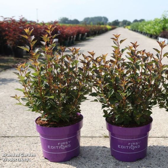 Physocarpus opulifolius 'Spicy Devil'