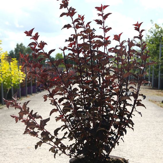 Physocarpus opulifolius 'Summer Wine Black'