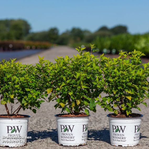 Physocarpus opulifolius 'Tiny Wine Gold'