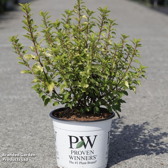 Physocarpus opulifolius 'Tiny Wine Gold'