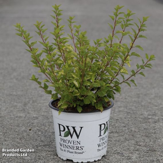 Physocarpus opulifolius 'Tiny Wine Gold'