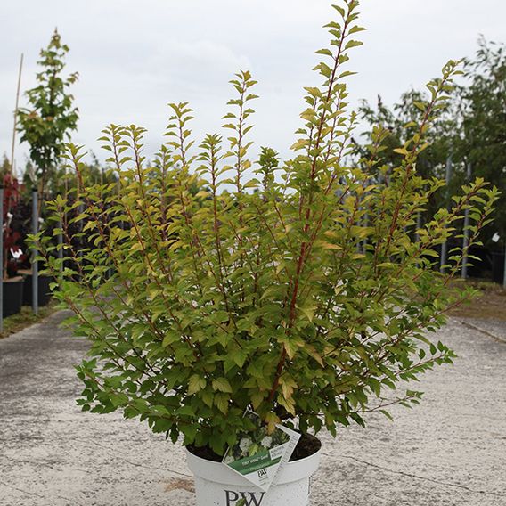 Physocarpus opulifolius 'Tiny Wine Gold'