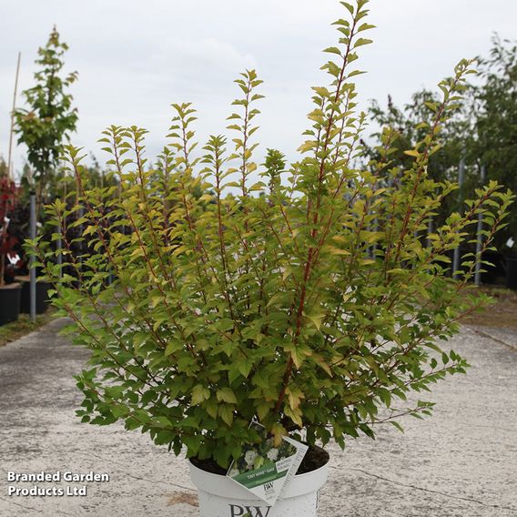 Physocarpus opulifolius 'Tiny Wine Gold'