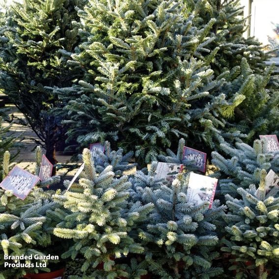 Picea pungens 'Super Blue Seedling'