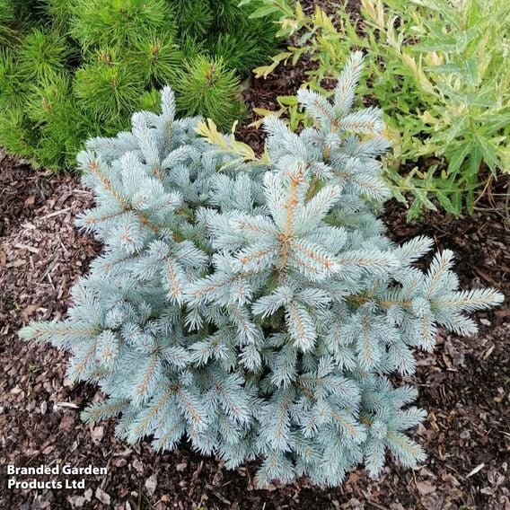 Picea pungens 'Super Blue Seedling'