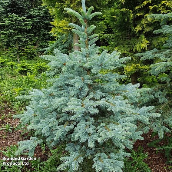 Picea pungens 'Super Blue Seedling'