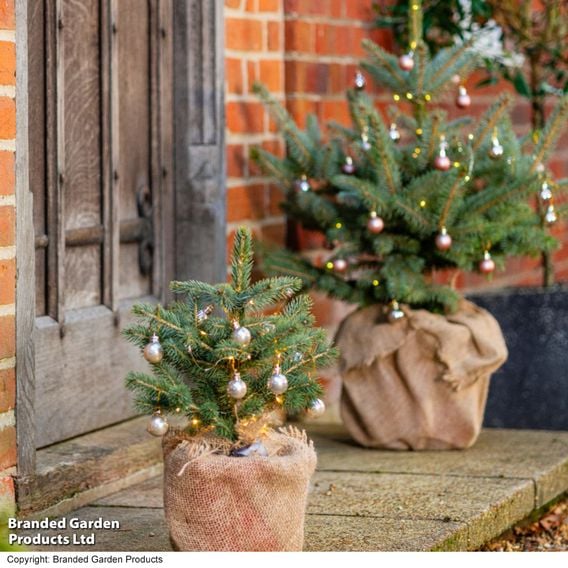 Picea pungens 'Super Blue Seedling'