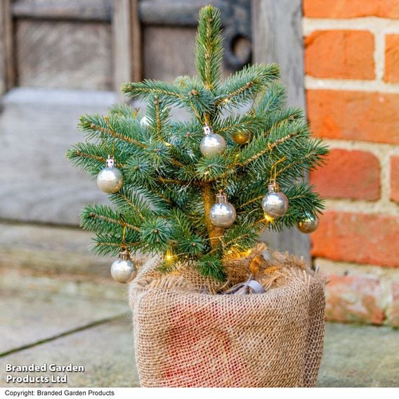 Picea pungens 'Super Blue Seedling'