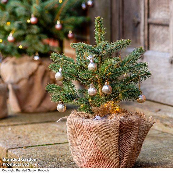 Picea pungens 'Super Blue Seedling'