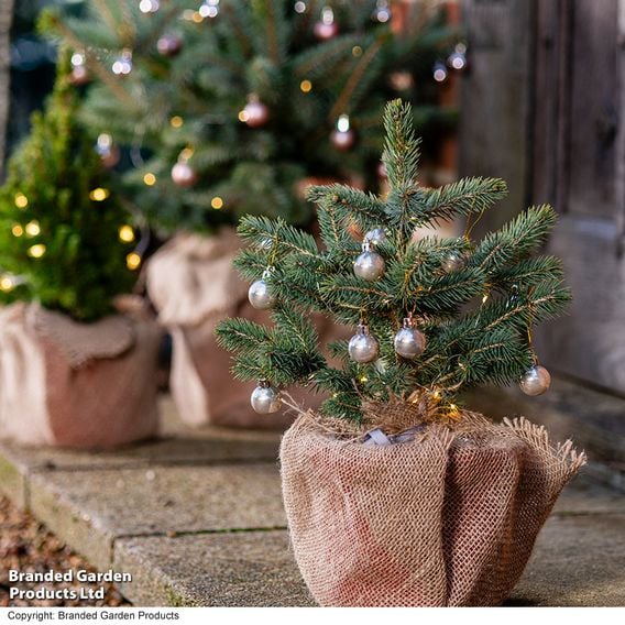 Picea pungens 'Super Blue Seedling'