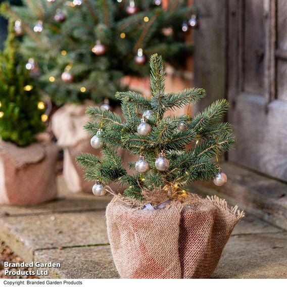 Picea pungens 'Super Blue Seedling'