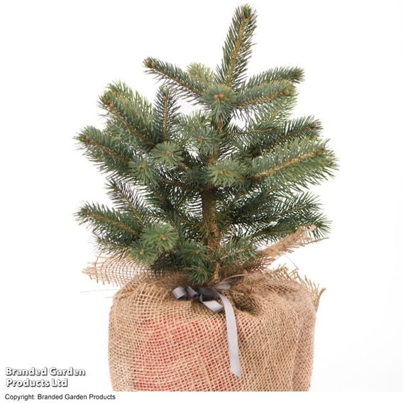 Picea pungens 'Super Blue Seedling'