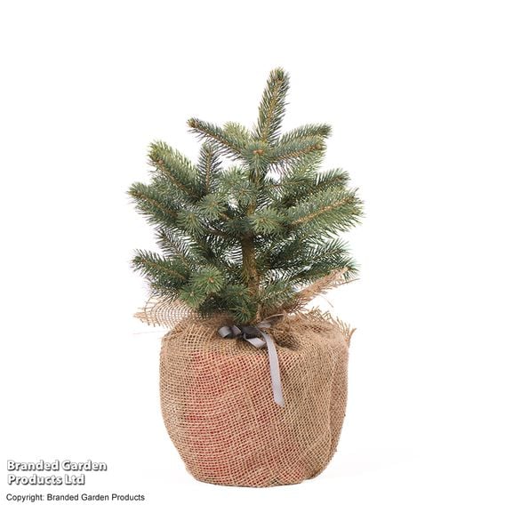 Picea pungens 'Super Blue Seedling'