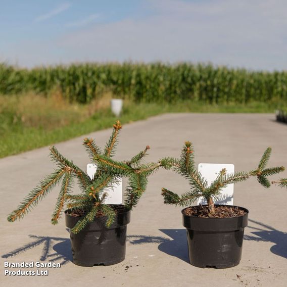 Picea abies 'Inversa'
