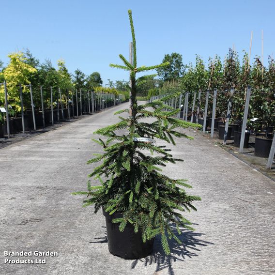 Picea abies 'Inversa'