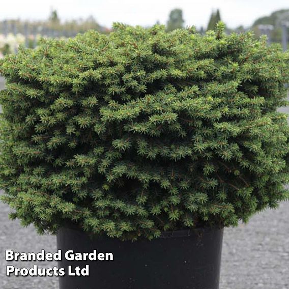 Picea abies 'Little Gem'