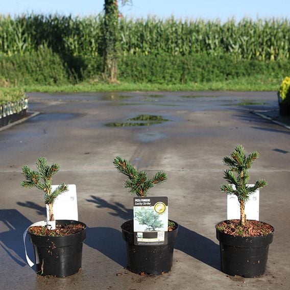 Picea pungens 'Lucky Strike'