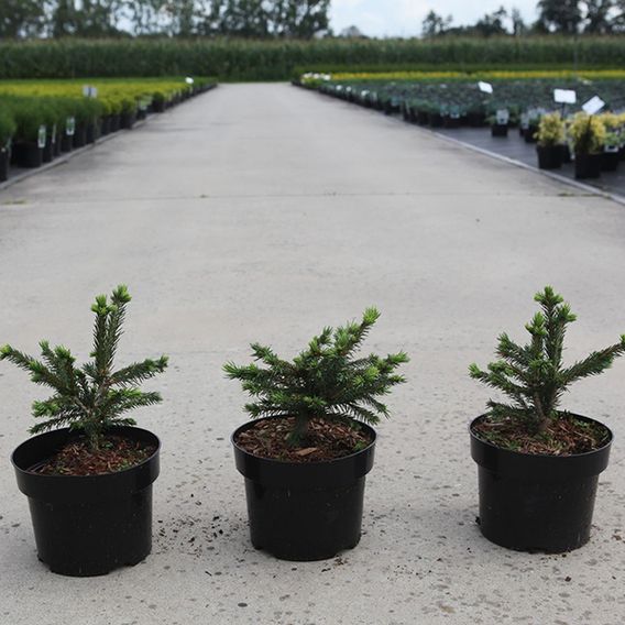 Picea abies 'Maxwellii'