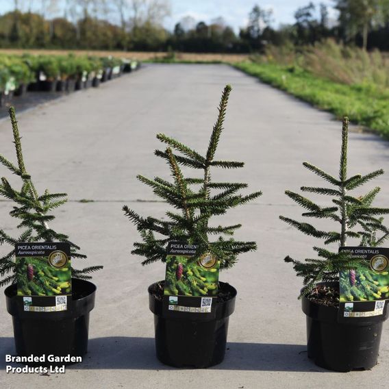 Picea orientalis 'Aureospicata'