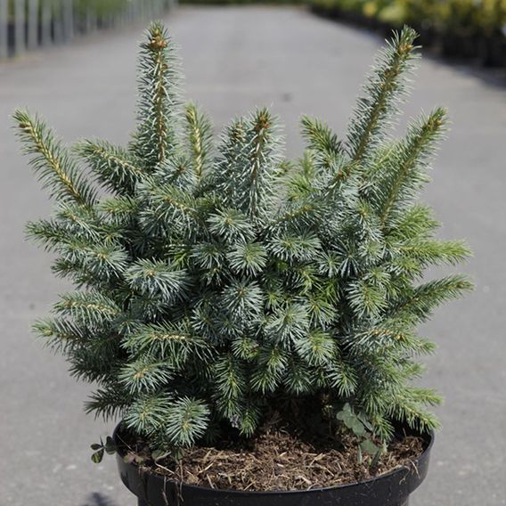 Picea sitchensis 'Midget'