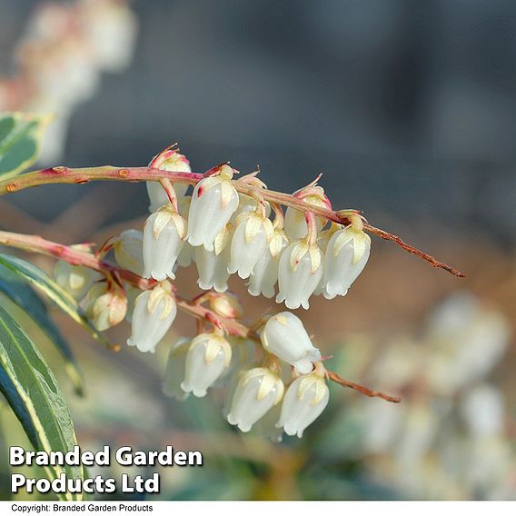 Pieris 'Flaming Silver'