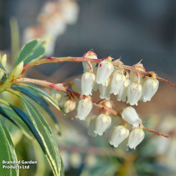 Pieris 'Flaming Silver'