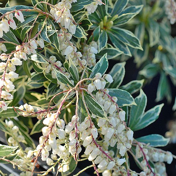 Pieris 'Flaming Silver'