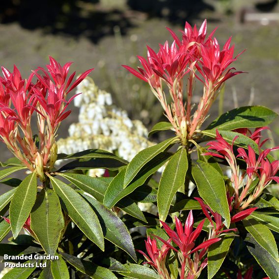 Pieris 'Forest Flame'