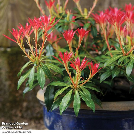 Pieris 'Forest Flame'