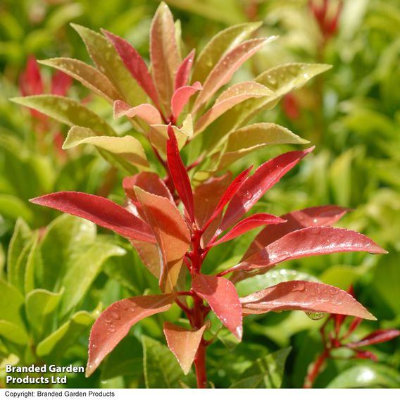Pieris 'Forest Flame'